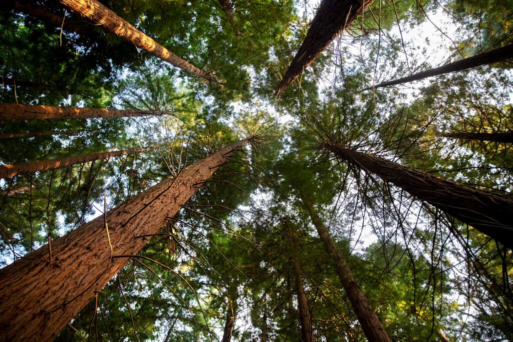 Sustainable hardwood forest with tall trees viewed from below
